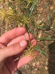 Cyperus esculentus