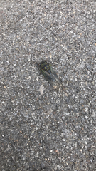 Neotibicen canicularis