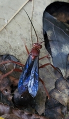 Polistes rubiginosus