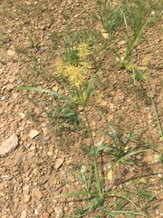Cyperus esculentus