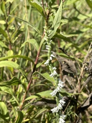 Spiranthes lacera gracilis