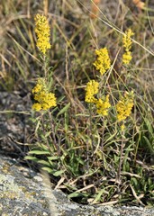 Solidago missouriensis