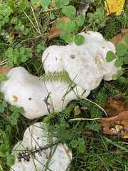 Leucocybe connata