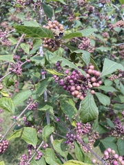 Callicarpa