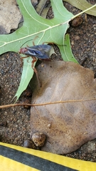 Polistes rubiginosus