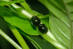 Brachyplatys subaeneus