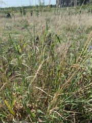 Bothriochloa