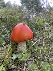 Amanita muscaria