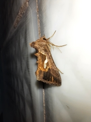 Macdunnoughia confusa