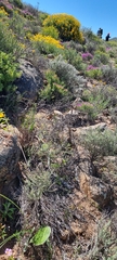 Haemanthus unifoliatus
