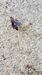 Polistes rubiginosus