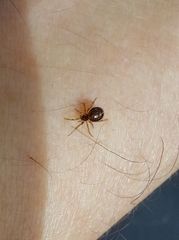 Steatoda bipunctata