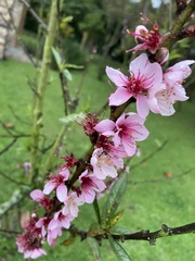 Prunus persica