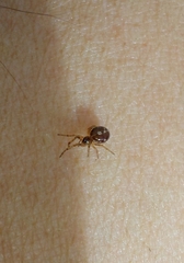 Steatoda bipunctata