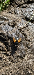Mesembrina meridiana