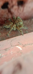 Plexippus paykulli