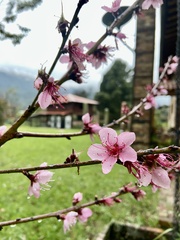 Prunus persica
