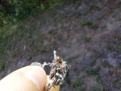 Steatoda bipunctata
