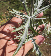 Erysiphaceae