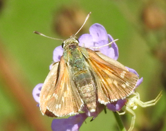 Hesperia comma