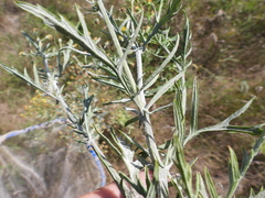 Erysiphaceae