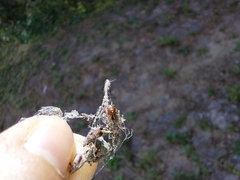 Steatoda bipunctata