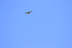 Buteo
