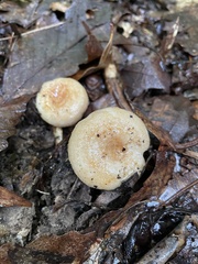 Lactarius