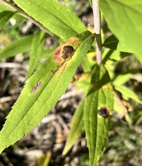 Asteromyia carbonifera