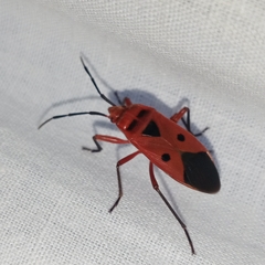 Physopelta slanbuschii