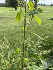 Amaranthus