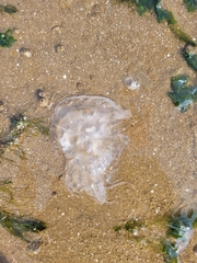 Chrysaora chesapeakei