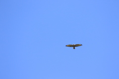 Buteo