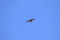 Buteo