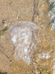 Chrysaora chesapeakei