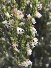 Erica inamoena