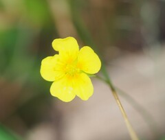 Potentilla erecta