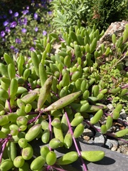 Crassothonna capensis