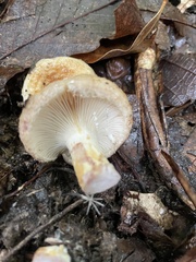 Lactarius