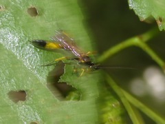 Dusona angustata
