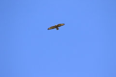 Buteo