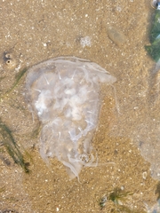 Chrysaora chesapeakei