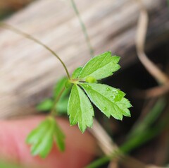 Potentilla erecta