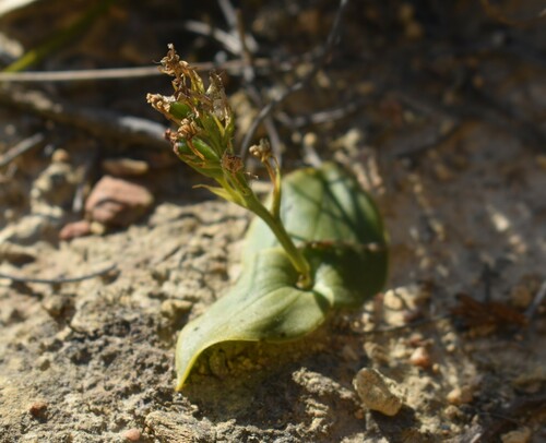 Image of Liparis capensis by (c) Justin Ponder, some rights reserved (CC BY)
