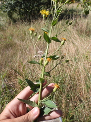 Hieracium robustum