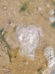 Chrysaora chesapeakei