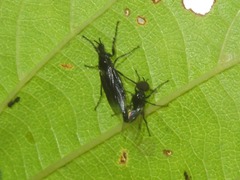Dilophus febrilis