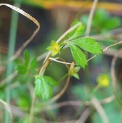 Potentilla erecta