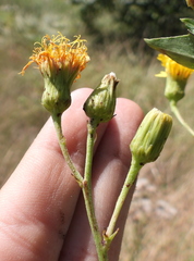 Hieracium robustum