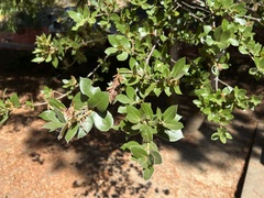 Quercus wislizeni